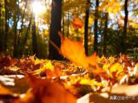 翠寒（上海）贸易有限公司