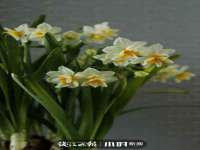 翠寒（上海）贸易有限公司