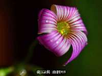 翠寒（上海）贸易有限公司
