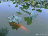 翠寒（上海）贸易有限公司