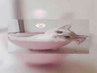 翠寒（上海）贸易有限公司
