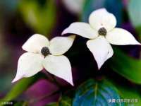 翠寒（上海）贸易有限公司