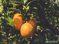 翠寒（上海）贸易有限公司