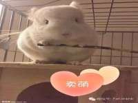 翠寒（上海）贸易有限公司
